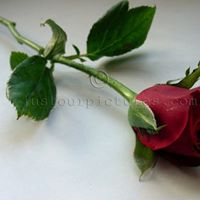Khushboo Bansal Photo 16