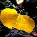 John Lockett Photo 30
