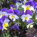 Pansy Lyons Photo 3
