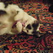 Dot Rowe Photo 11