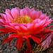 Arleen Long Photo 6