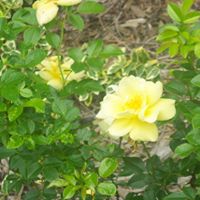 Susan Barone Photo 31