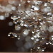 Flora Sparks Photo 7