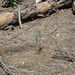 Jeffrey Plant Photo 3