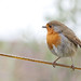 Robin Line Photo 7