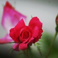 Debbie May Photo 16