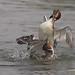 David Grebe Photo 9