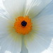 Kala White Photo 23