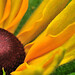 Flora Brown Photo 16