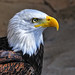 Richard Marrone Photo 11