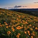 Rowena Sharp Photo 5