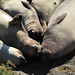 Steven Seals Photo 11