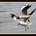 Richard Bach Photo 42