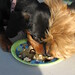 Brandy Jackson Photo 16