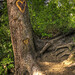 Alberta Freeman Photo 11