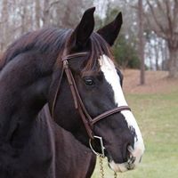 Alisa Shackelford Photo 3