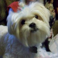 Constance Cook Photo 24