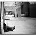 Geoff Robson Photo 14