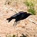 Joseph Crow Photo 32