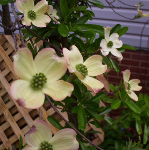 Doris Stephens Photo 4