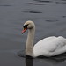 Charles Swan Photo 32
