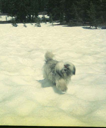 Sharon Mccartney Photo 9