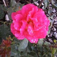 Brenda Osteen Photo 4