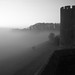 Dawn Potter Photo 19