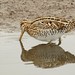 David Snipes Photo 34