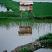 April Rice Photo 34