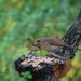 Cheryl Link Photo 19
