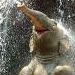 Michael Savage Photo 24