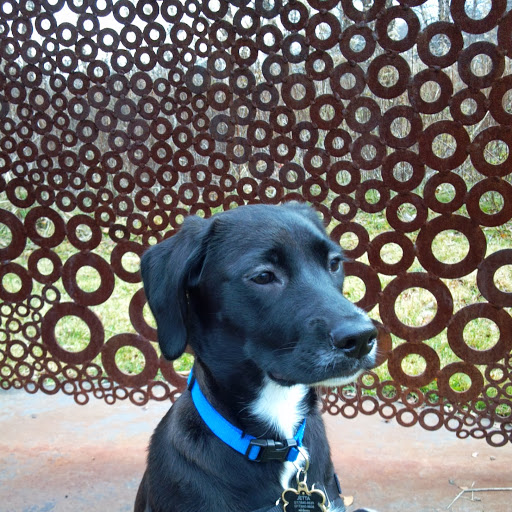 Lisa Robeson Photo 10