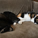 Tabitha Majors Photo 7