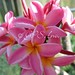 Elizabeth Thornton Photo 48