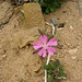 Kristi Flowers Photo 13