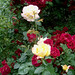 Rose Peterson Photo 30