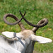 Fraser Horn Photo 5