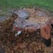 Joyce Stump Photo 15