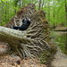 Joan Root Photo 13