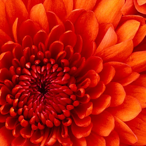 Daniel Munoz Photo 8