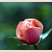 Rosa Granados Photo 36