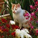 Lilli Flowers Photo 6