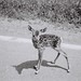 Gail Cook Photo 19