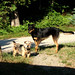 Willard Summers Photo 7