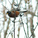 Robin Ralston Photo 14