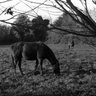 David Gibney Photo 4
