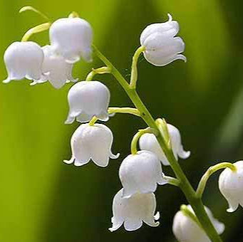 Linh La Photo 27