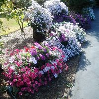Sandra Mclain Photo 16
