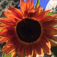 Robin Thibault Photo 25